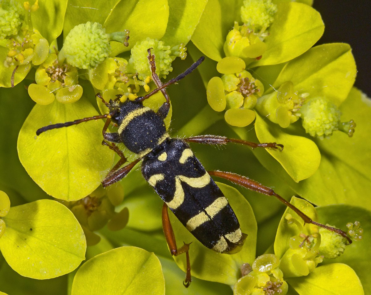 😳 خنفساء الدبور ‼
Wasp beetle

(Clytus arietis)

هي خنفساء طويل القرون ، تمتلك شكل الدبور ، و تتصرف...