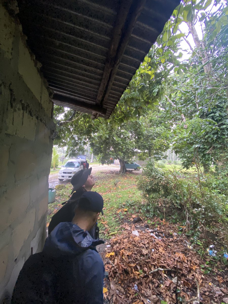 Zanzibar Red Colobus Project tweet media