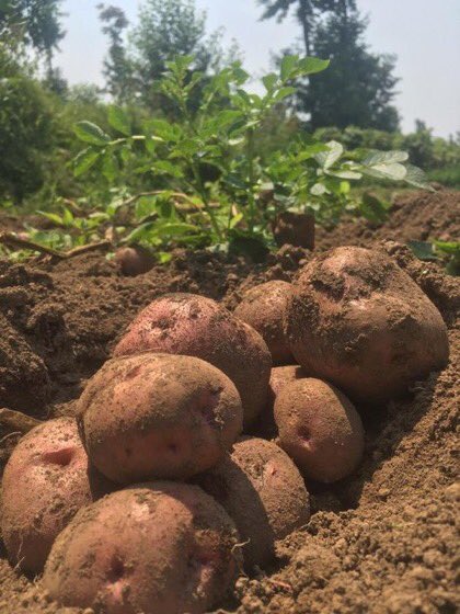 jcniyomugabo's tweet photo. Them: How do we alleviate #poverty in Africa?

Me: Invest in #Agriculture 

Them: How do we solve #unemployment among African #youth?

Me: Invest in #Agriculture 

Them: How do we shift to #Industrilization in Africa?

Me: Invest in #Agriculture 

Let's invest in #Agriculture https://t.co/80015fvkEG
