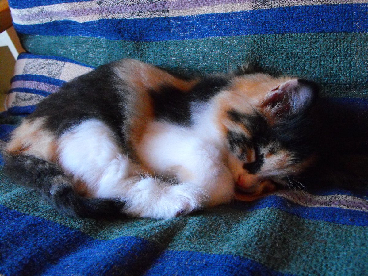 JAuteure's tweet photo. #DorisAppréciation #cat #chat #catlover #monchat #RIPDoris https://t.co/aOH7dgwSxu