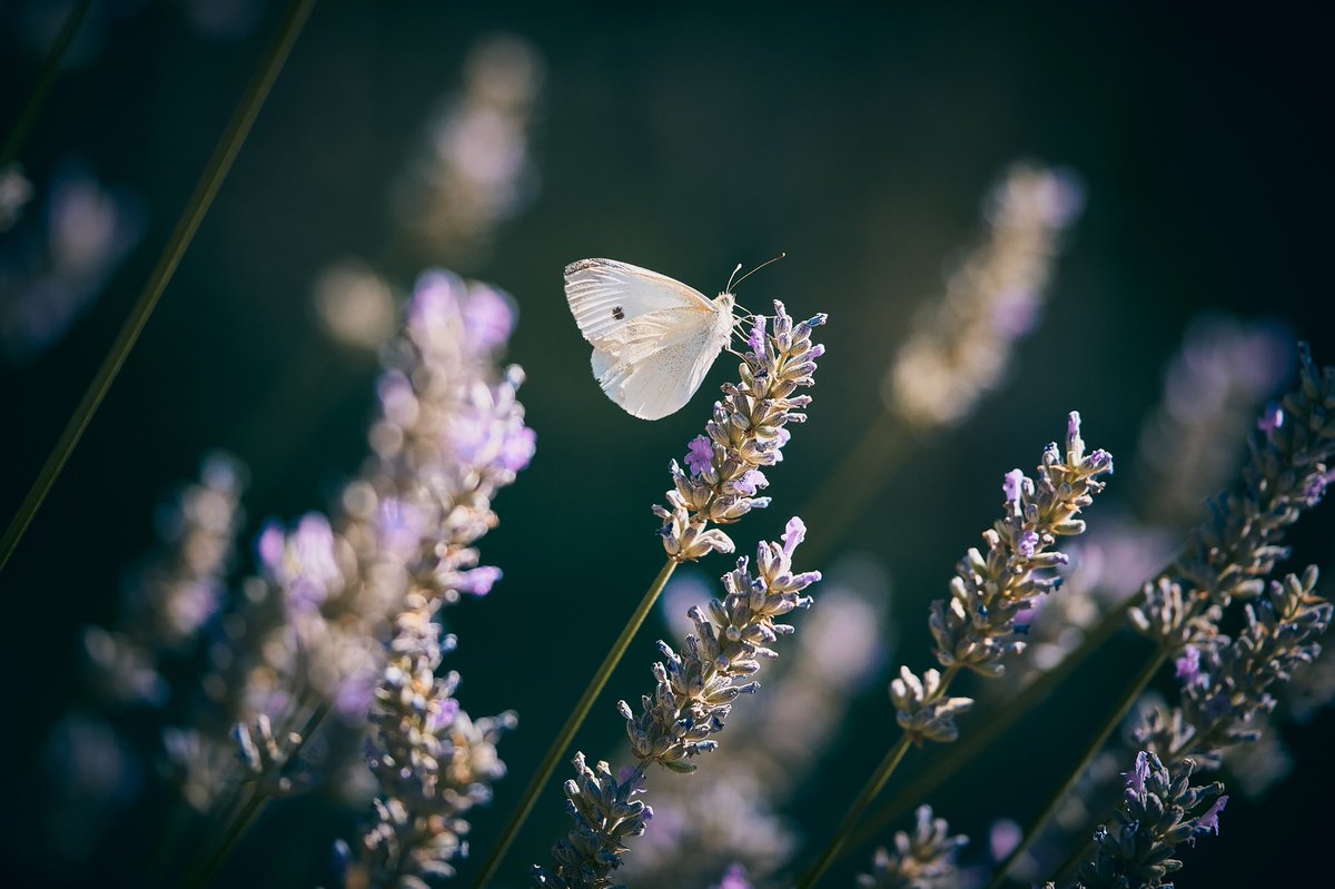 joanlopezphoto's tweet photo. Butterfly flutter
📸 Fujifilm X-T3
📷 Fujinon XF 50-140mm F2.8 R LM OIS WR
#arbucies #laselva #butterfly #butterflies #butterflyphotography #butterflywings #montseny #elmontseny #forest #plants #vegetation #flowers #flowerphotography #flowerscape #photographer #photography https://t.co/oaZsJSz5Uv