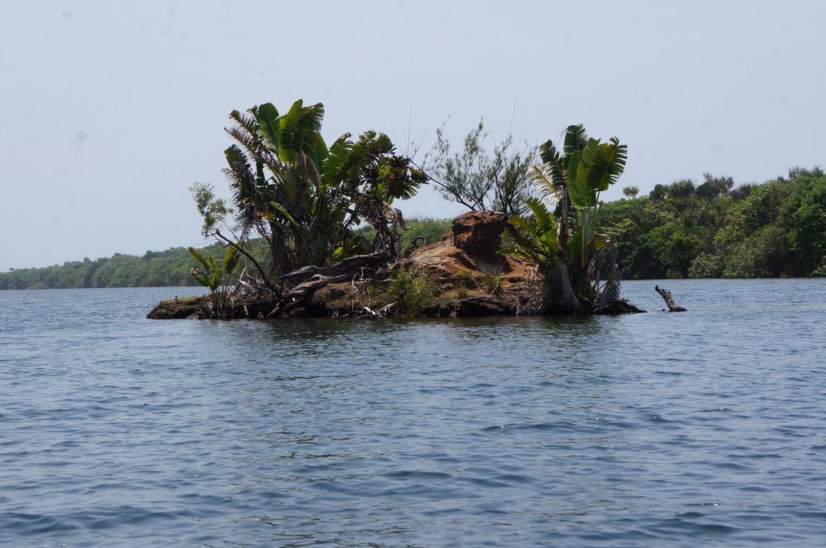 radiomada's tweet photo. #Madagascar : Île déserte #Malagasy avec les #Ravinala à l'entrée du Canal des #Pangalanes sur la Côte-Est de #Madagasikara. 665km de voie navigable entre #Toamasina #Vatomandry #NosyVarika #Manakara #Mananjary #Farafangana. #VisitMadagascar #MyMadagascar https://t.co/1pydMTPzDo https://t.co/S99UwiVjG0