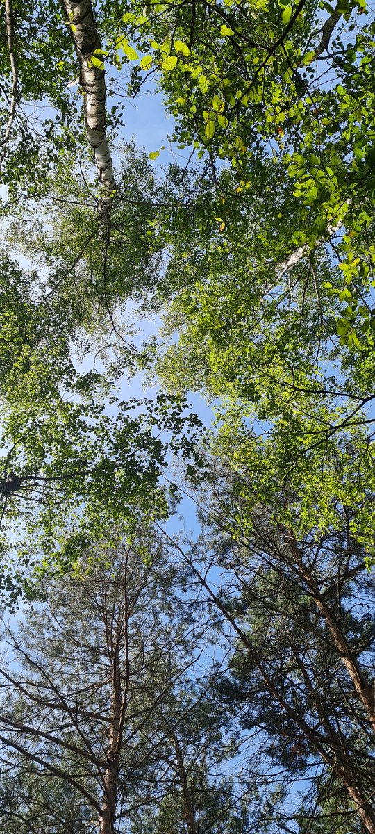 moonaaa's tweet image. Waneer lag jij voor het laatst op je rug in het bos naar de boomtoppen te kijken?
De rust, zachte schaduw, flesje water. 

Wie dut mie wat...
#simplelive is a happy live🍀
#hitteplan #tipvanMona #summertime 🔆