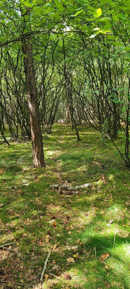 moonaaa's tweet image. Waneer lag jij voor het laatst op je rug in het bos naar de boomtoppen te kijken?
De rust, zachte schaduw, flesje water. 

Wie dut mie wat...
#simplelive is a happy live🍀
#hitteplan #tipvanMona #summertime 🔆