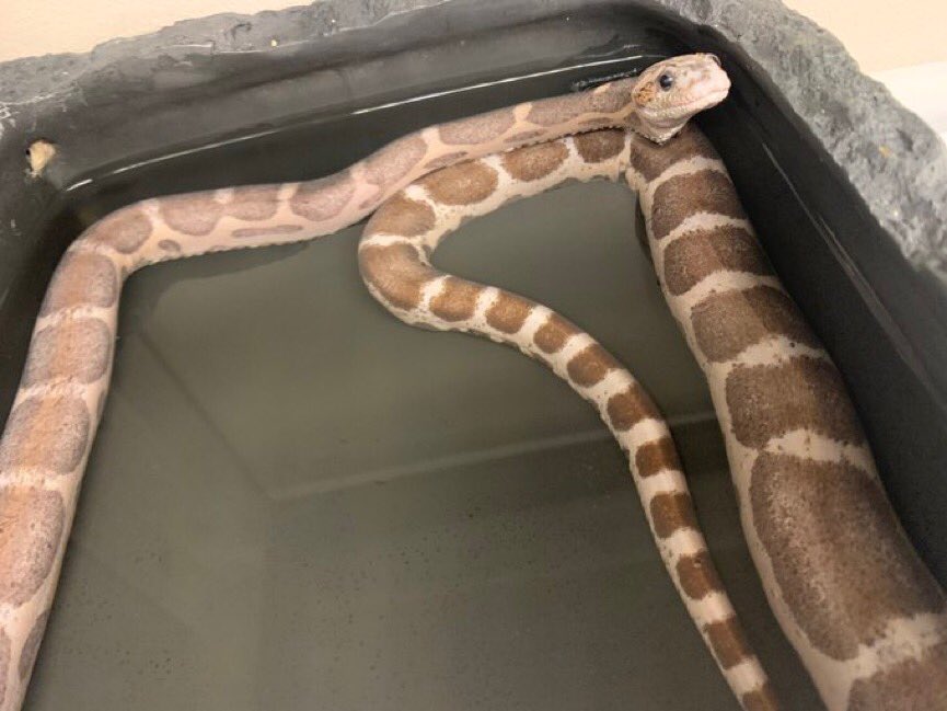 HachuMelt's tweet photo. 天神にある小さな動物園
はちゅメルト🦎

オープンしております✨
まったりゆったりと爬虫類、フクロウ、ショウガラゴがお出迎え❣️

是非ご来館お待ちしております🦎 https://t.co/lP6vD2hsUg