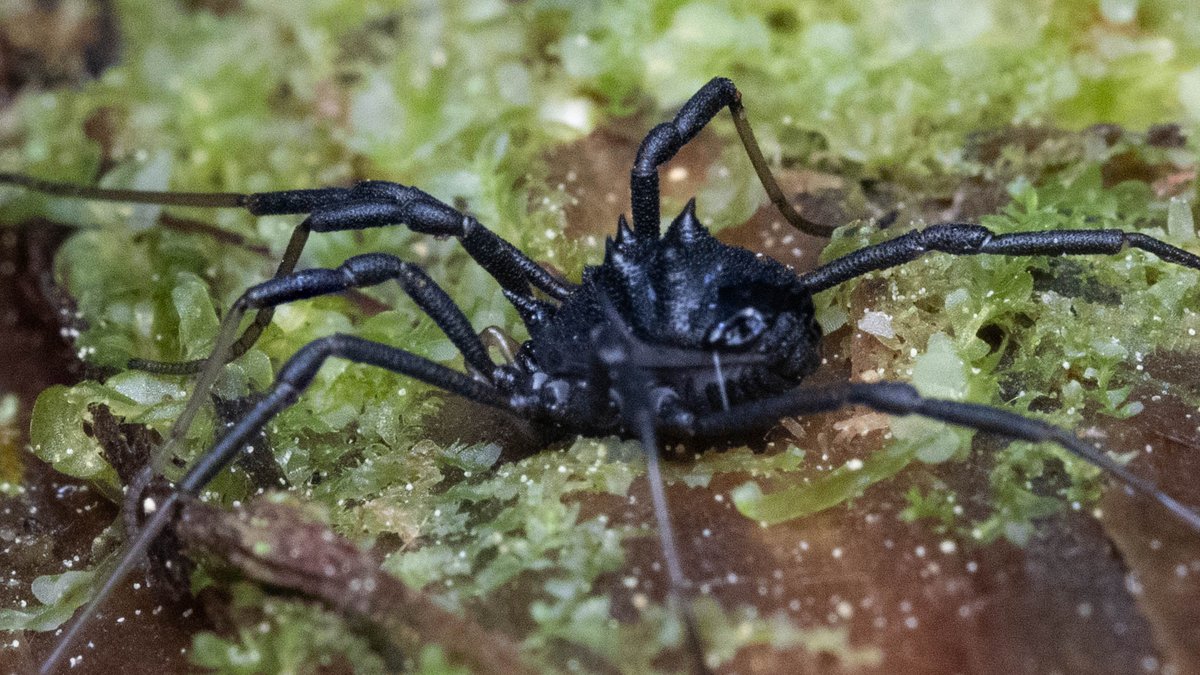 CaseyRichart's tweet photo. I stopped by a spot on my way back from #BugShot #BugShotMontana to take some images of an undescribed species of Acuclavella (#Opiliones, Dyspnoi) when this Sclerobunus idahoensis (Opiliones, Laniatores) walked down the runway https://t.co/GtKPbNs5sG