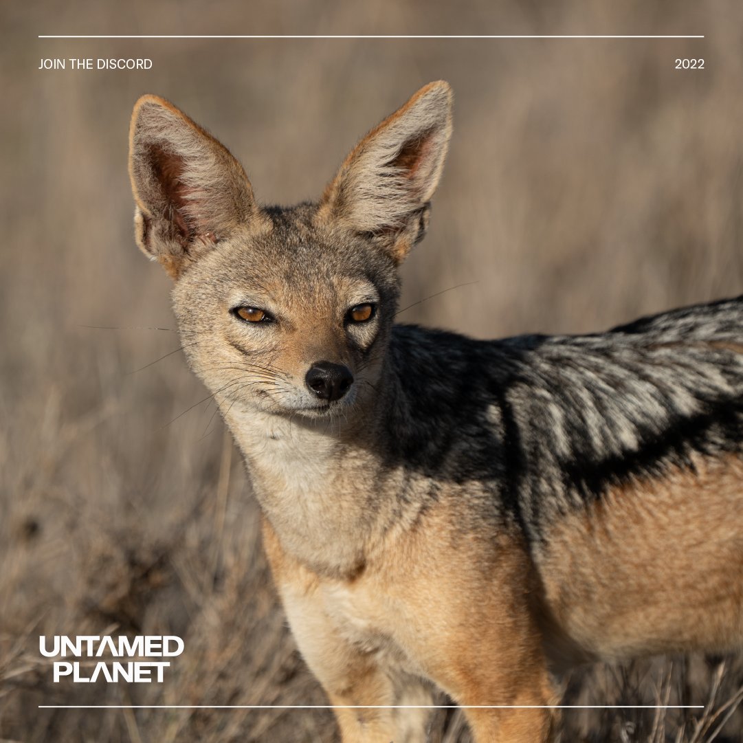 untamed_planet's tweet photo. Conservation is in our DNA 🧬🌿 #PlayToProtect https://t.co/4focEUZgFT