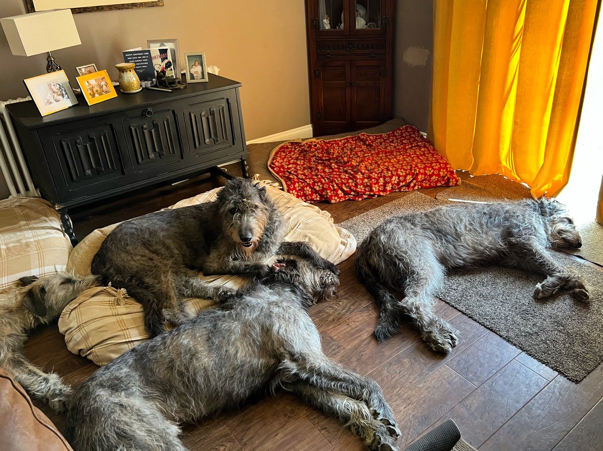 Nice and cool inside in the air conditioning!🐺❤️
#IrishWolfhound #DogsofTwittter #dogs #heatwave #hottestdayoftheyear