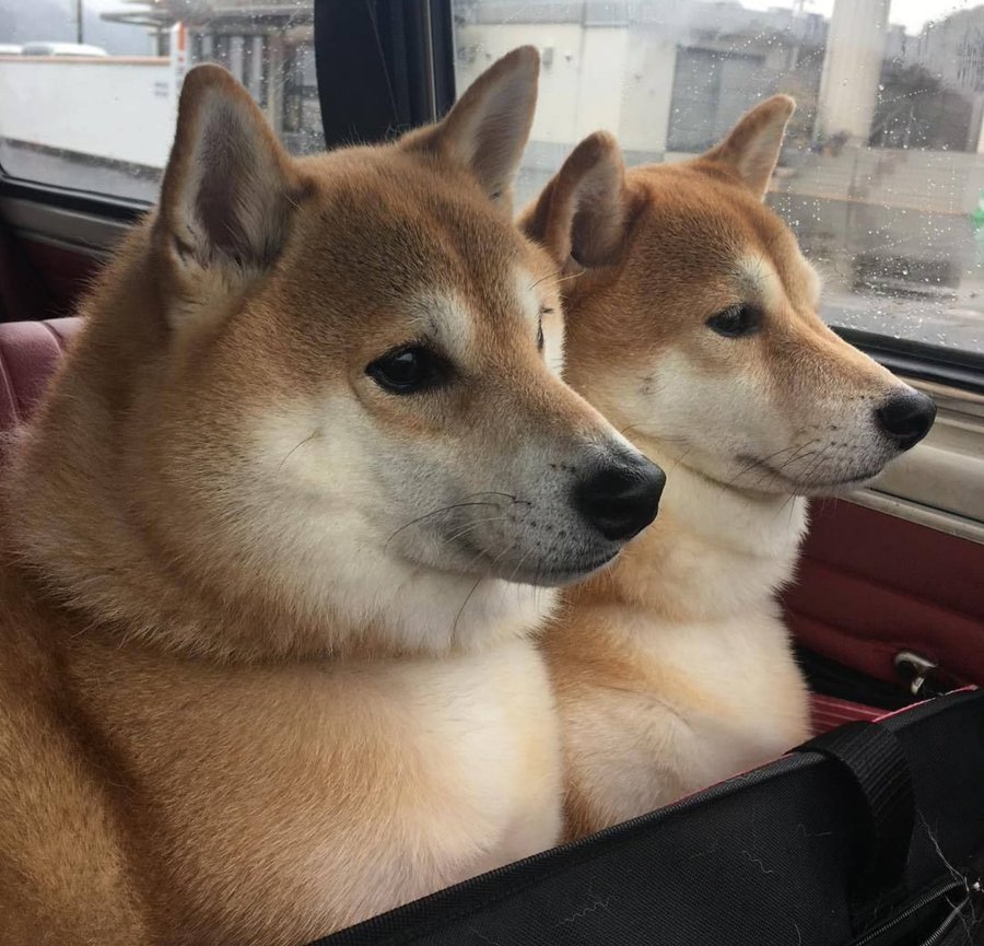 Its a Beatiful Day To Behold,Have a Blessed Tuesday $SHIB Family❤