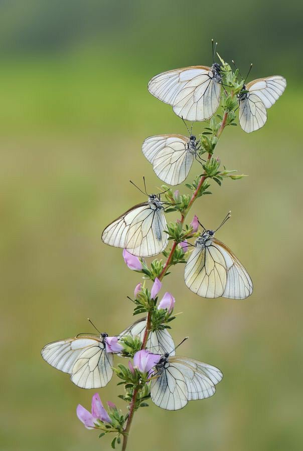 Happy Tuesday 🤍💜💚 #NaturePhotography