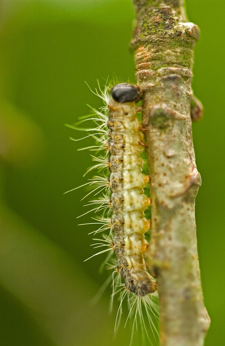 Forest_Research's tweet photo. It’s Forestry Day @RoyalWelshShow. Find out about our research on tree pests and diseases #RoyalWelshShow #FRatRWS #NationalForestWales https://t.co/ZrSFbWk3la https://t.co/atf8Hf3OSz