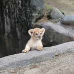 愛知県立とべ動物園7月20日(水)よりライオンの仔の公開時間を変更します!