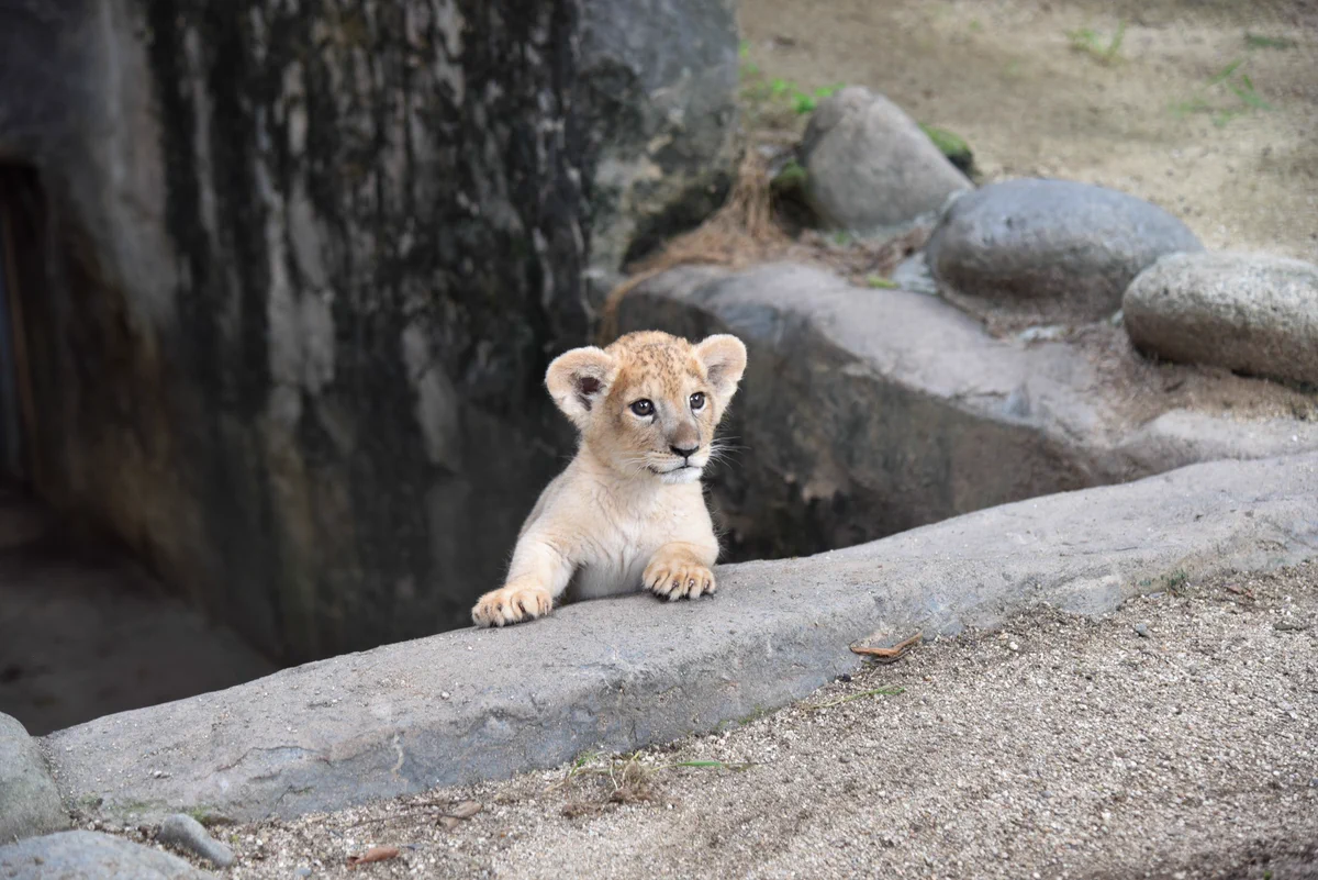 愛知県立とべ動物園7月20日(水)よりライオンの仔の公開時間を変更します！