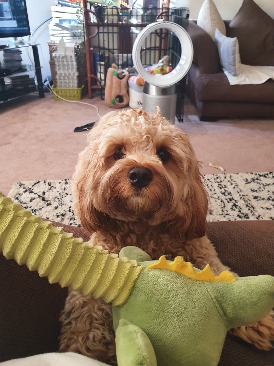 Out at 6am for our morning walk, it's now 25 degrees at 07.52 and he still wants to play tug 🤷🏽‍♀️#dogs 🥵🥴🤣