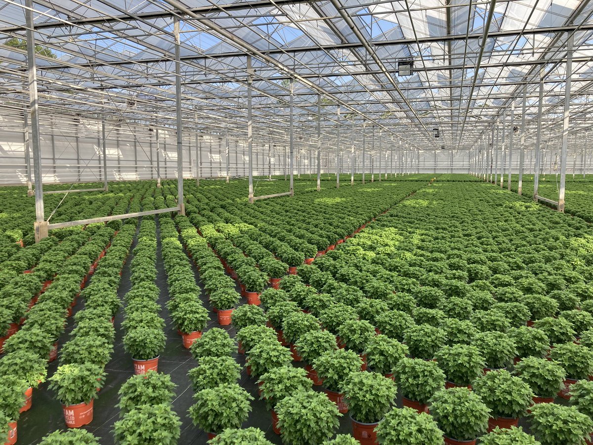 Vergroenen in de #bolchrysant. Geïntegreerde strategie met #biologie verloopt super tot op heden😃. 
Vrij van schade en plagen. 
#tuinbouw #gewasbescherming, <a href="/iperen_nl/">Van Iperen</a> <a href="/KoppertNL/">Koppert Nederland</a> <a href="/kwekerijbaas/">Kwekerij Baas</a>