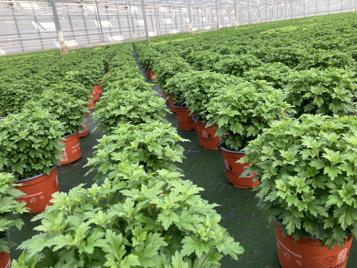 Patrick Smidt tweet media