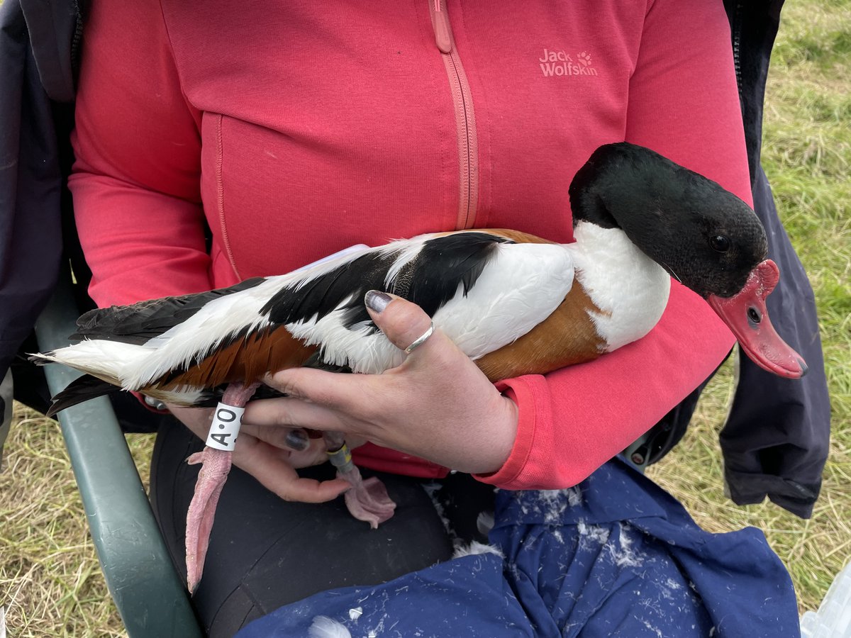 r_green24's tweet image. The #shelduck continue to surprise! After 10 days on the Dee, this adult male moved to the Wadden Sea, ignoring east coast moult sites. He's done the reverse of my flight in April, passing lots of offshore wind farms &amp;amp; gas platforms. See all tracks on shelducks.co.uk/gps-tracking/ #phd