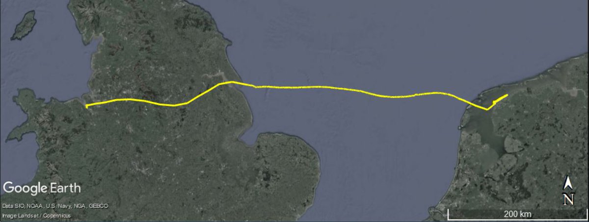 r_green24's tweet image. The #shelduck continue to surprise! After 10 days on the Dee, this adult male moved to the Wadden Sea, ignoring east coast moult sites. He's done the reverse of my flight in April, passing lots of offshore wind farms &amp;amp; gas platforms. See all tracks on shelducks.co.uk/gps-tracking/ #phd