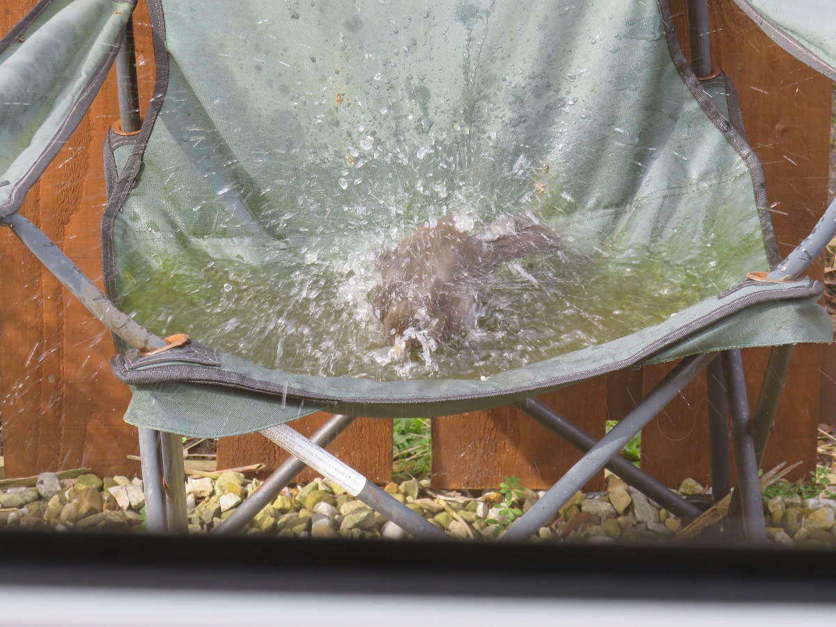 GamekeepLTD's tweet photo. Just keep refreshed in this warm weather!
#ImprovisedBirdBath https://t.co/JcMSDW9h7N
