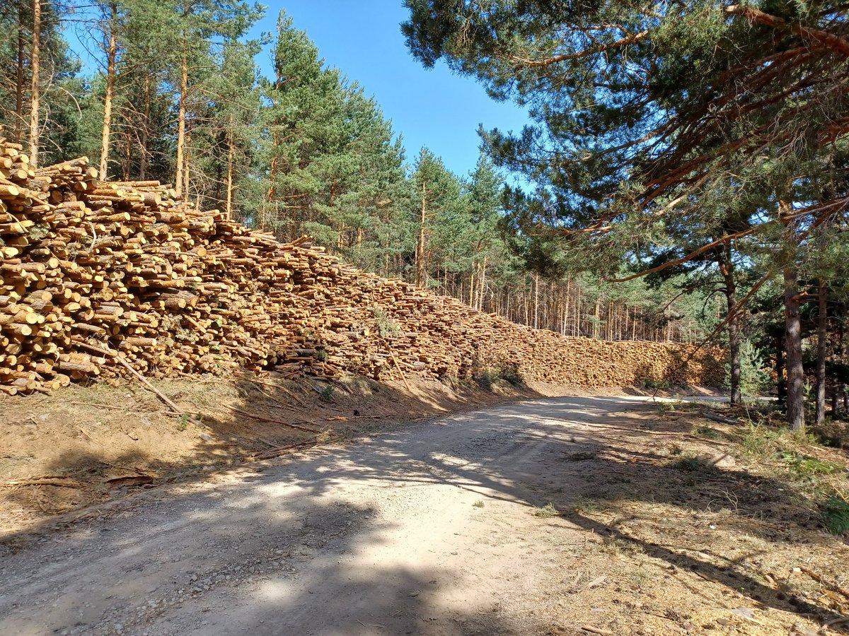 vitinpez's tweet photo. Esta es la planificación q hace @gobjccm de los pinares de Condemios de Arriba, Parque Sierra Norte de Gu, gran tala q se sigue realizando en el mes de julio, el suelo lleno de ramas secas, perfecto combustible @APIA_es @MasDeUno @HoyPorHoy @COPE #incendio https://t.co/0f7sp9WO2P