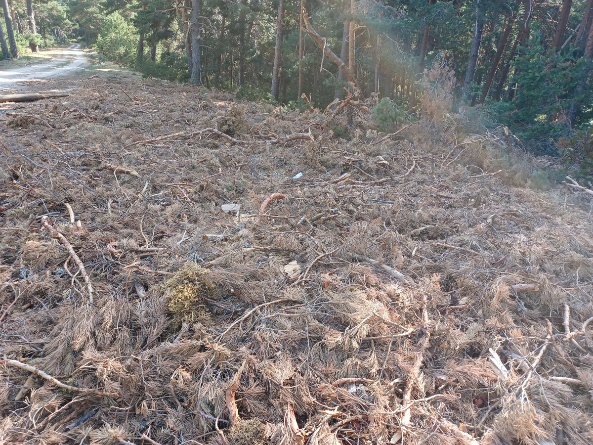 vitinpez's tweet photo. Esta es la planificación q hace @gobjccm de los pinares de Condemios de Arriba, Parque Sierra Norte de Gu, gran tala q se sigue realizando en el mes de julio, el suelo lleno de ramas secas, perfecto combustible @APIA_es @MasDeUno @HoyPorHoy @COPE #incendio https://t.co/0f7sp9WO2P