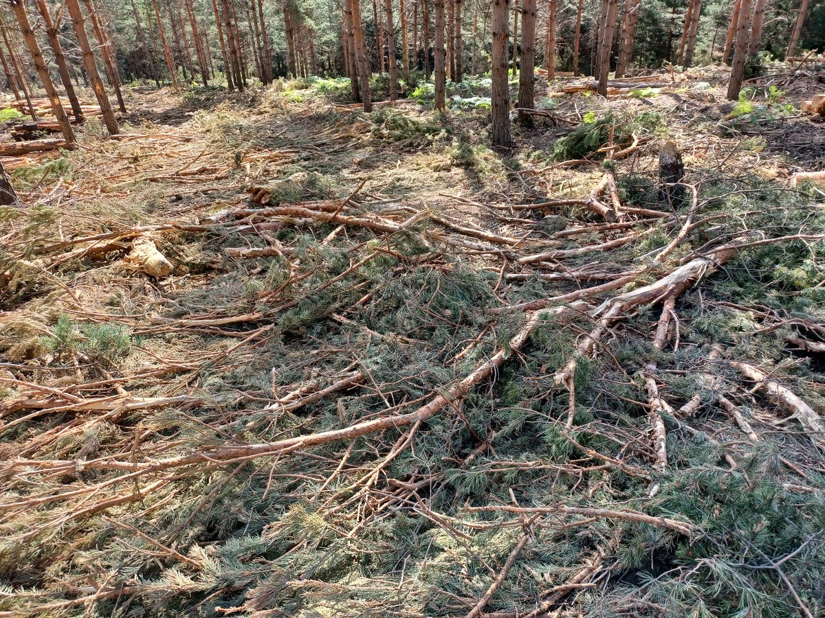 vitinpez's tweet photo. Esta es la planificación q hace @gobjccm de los pinares de Condemios de Arriba, Parque Sierra Norte de Gu, gran tala q se sigue realizando en el mes de julio, el suelo lleno de ramas secas, perfecto combustible @APIA_es @MasDeUno @HoyPorHoy @COPE #incendio https://t.co/0f7sp9WO2P