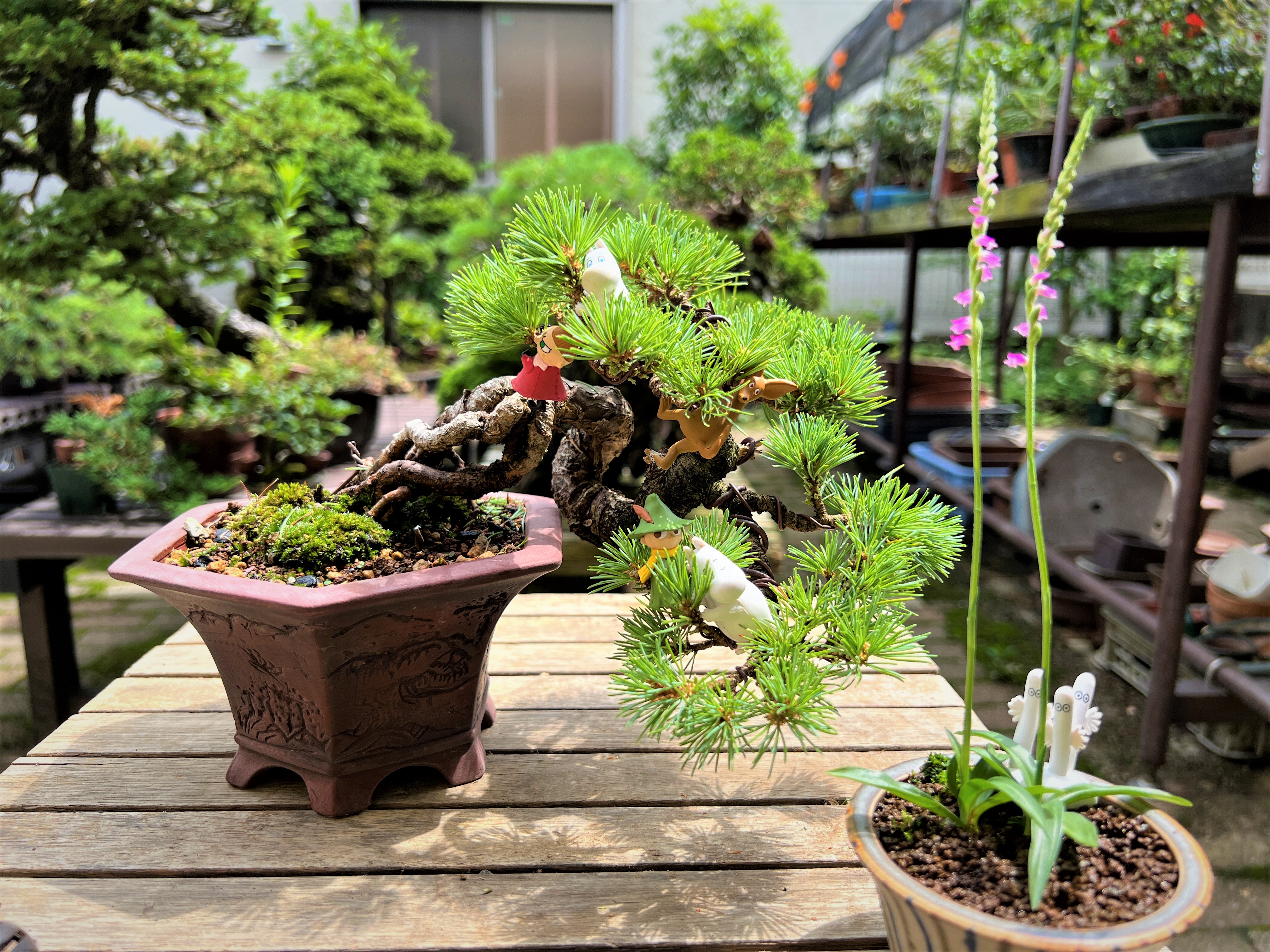 331.彫刻豆丸鉢2点 盆栽鉢 5.5*3cm 331.彫刻豆丸鉢2点 盆栽鉢 5.5*3cm