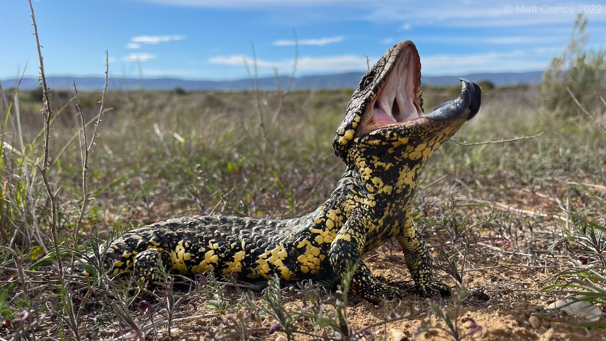 MattClancy94's tweet photo. Shingleback (Tiliqua rugosa) 

Despite being one of the most common skinks in South Australia, I’ll never get sick of seeing Shinglebacks (and their gnarly attitudes!). This one was found soaking up some winter sun a few days ago near the Flinders Ranges. 

#shotoniphone #wildoz https://t.co/fztoyJhc0L