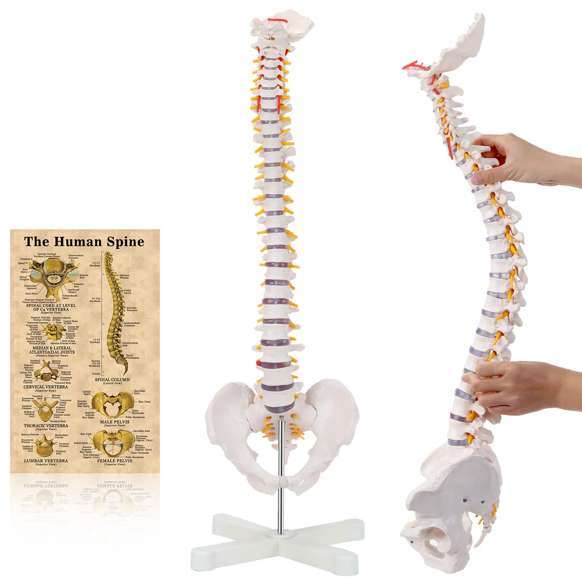 ServiceW9's tweet image. 34&quot; Life Size Spinal Cord Model ， Our official Amazon store is offering a mid-year limited discount. Using this discount code, you can get a discount of 10%. This is the discount code: 101VVKYD。amazon.com/dp/B07ZFCMDMN?…
#anatomy #anatomyspine #spinemodel #humananatomy  #ronten