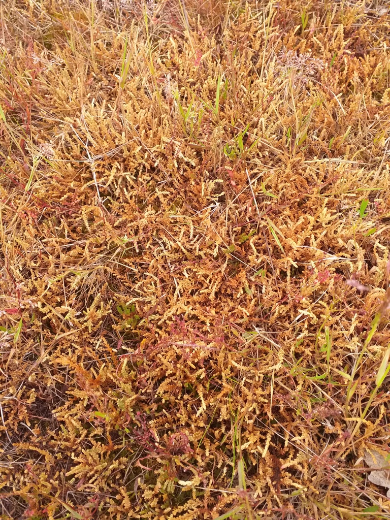 Ipswich golf club ecology page tweet media