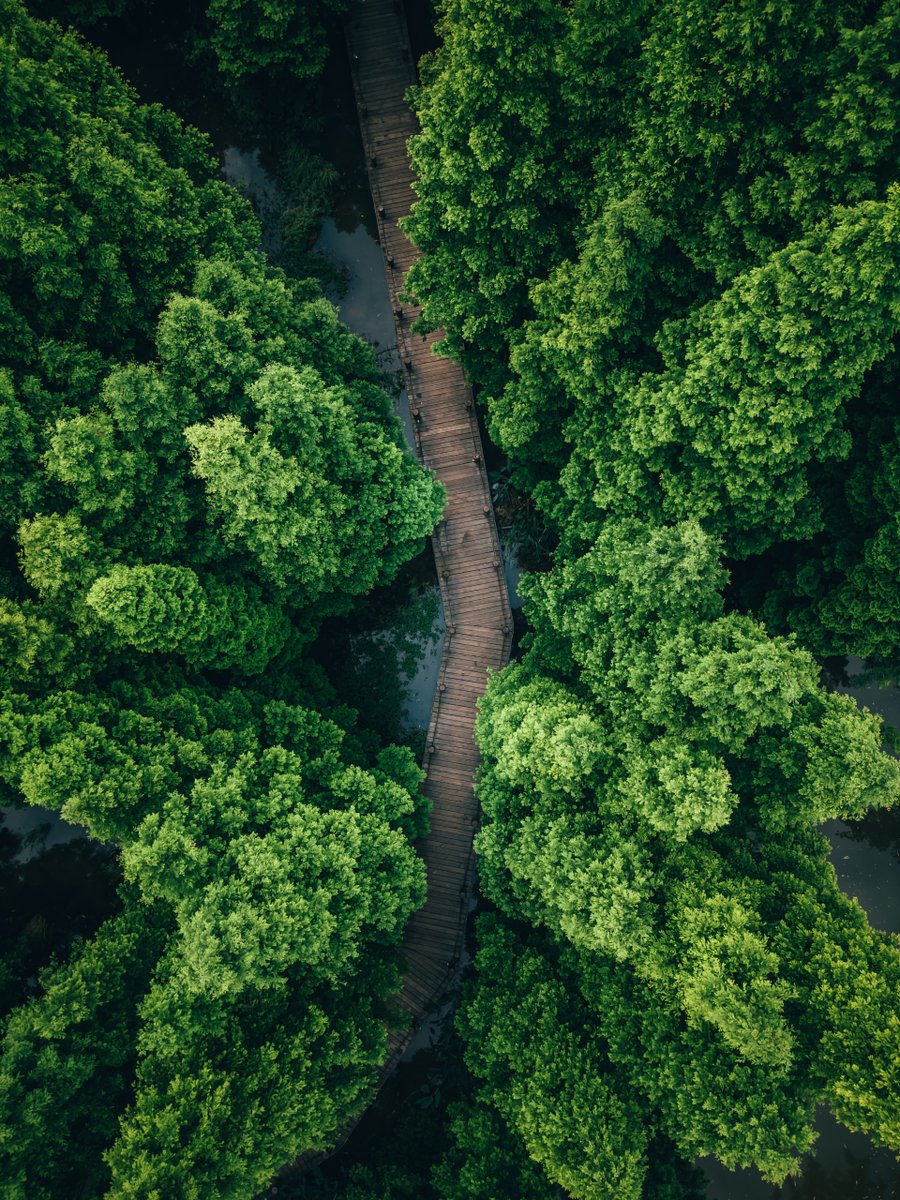 DJIGlobal's tweet photo. Looks great    🤝      Feels great 🌲
            walks through nature

📸: Waihuo, #DJIMini3Pro, #dronephotography https://t.co/LlhXeCE47h
