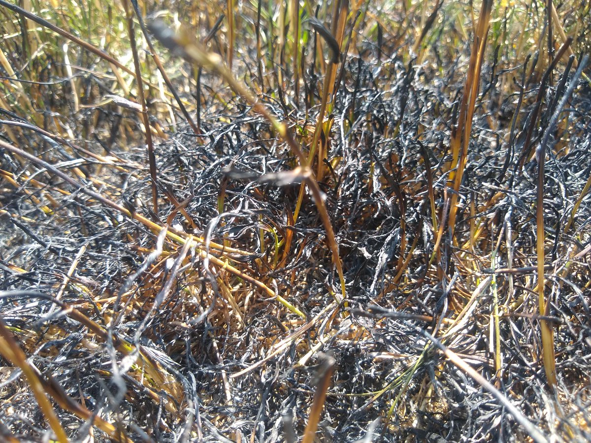Mr0Flibble's tweet photo. You know it's hot when the meadow sets itself on fire 

#heatwave #uk https://t.co/ODzazUhyoC