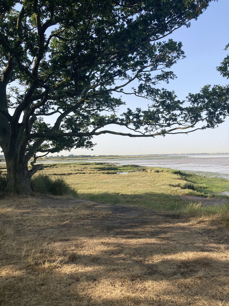 BeightonEmms's tweet image. Very slight breeze by the water #wivenhoe