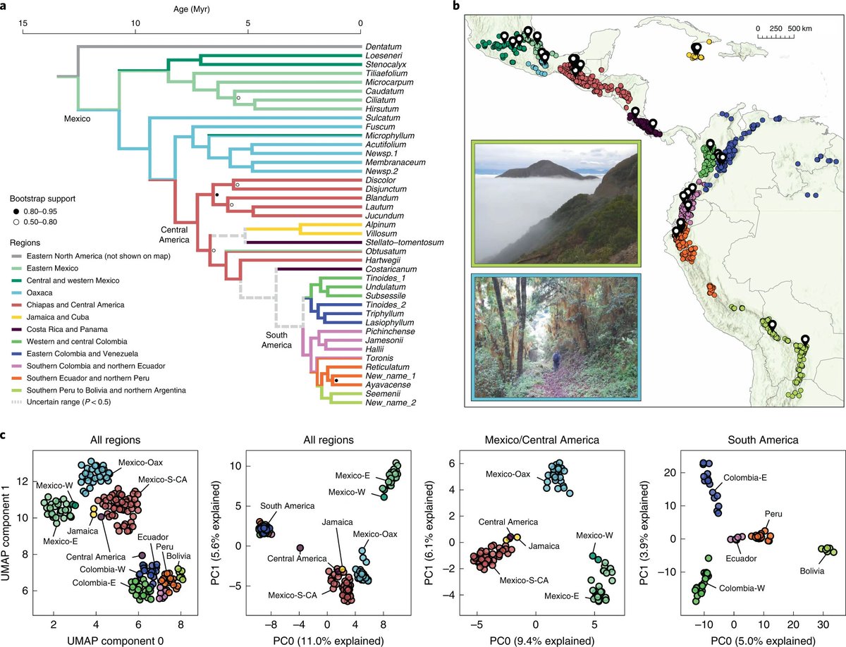 NatureEcoEvo's tweet photo. Replicated radiation of a plant clade along a cloud forest archipelago https://t.co/KaNpCAQLak https://t.co/MlndRmh6Oc