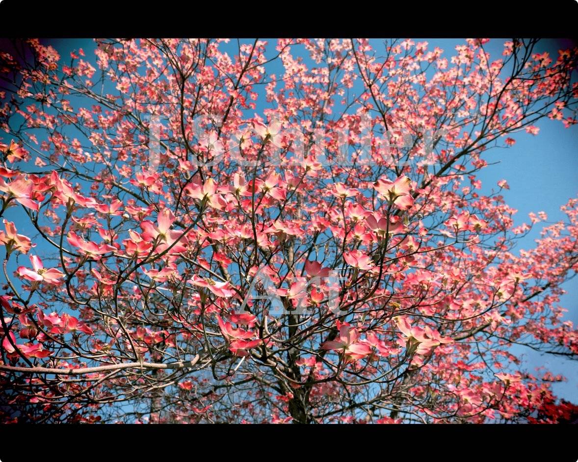 JulieKSchuler's tweet image. Flowering Pink Dogwood. Instant Printable Art. etsy.com/listing/105003… #art #photography #treed #pink #flowers #dogwood #spring