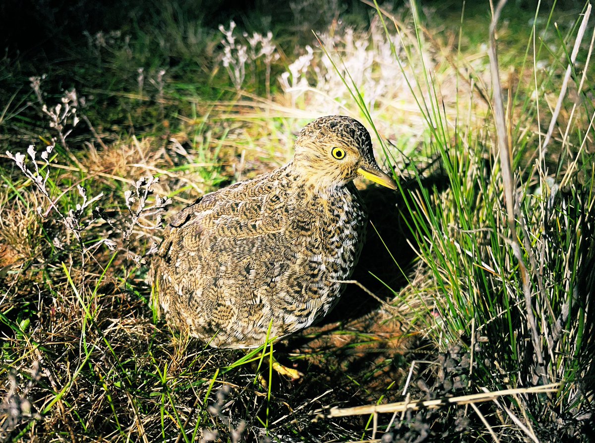 One seriously chilled out male Plains-wanderer on the plains tonight.
#birds #birding #wandering #threatenedspecies #longtermmonitoring #nswriverineplain