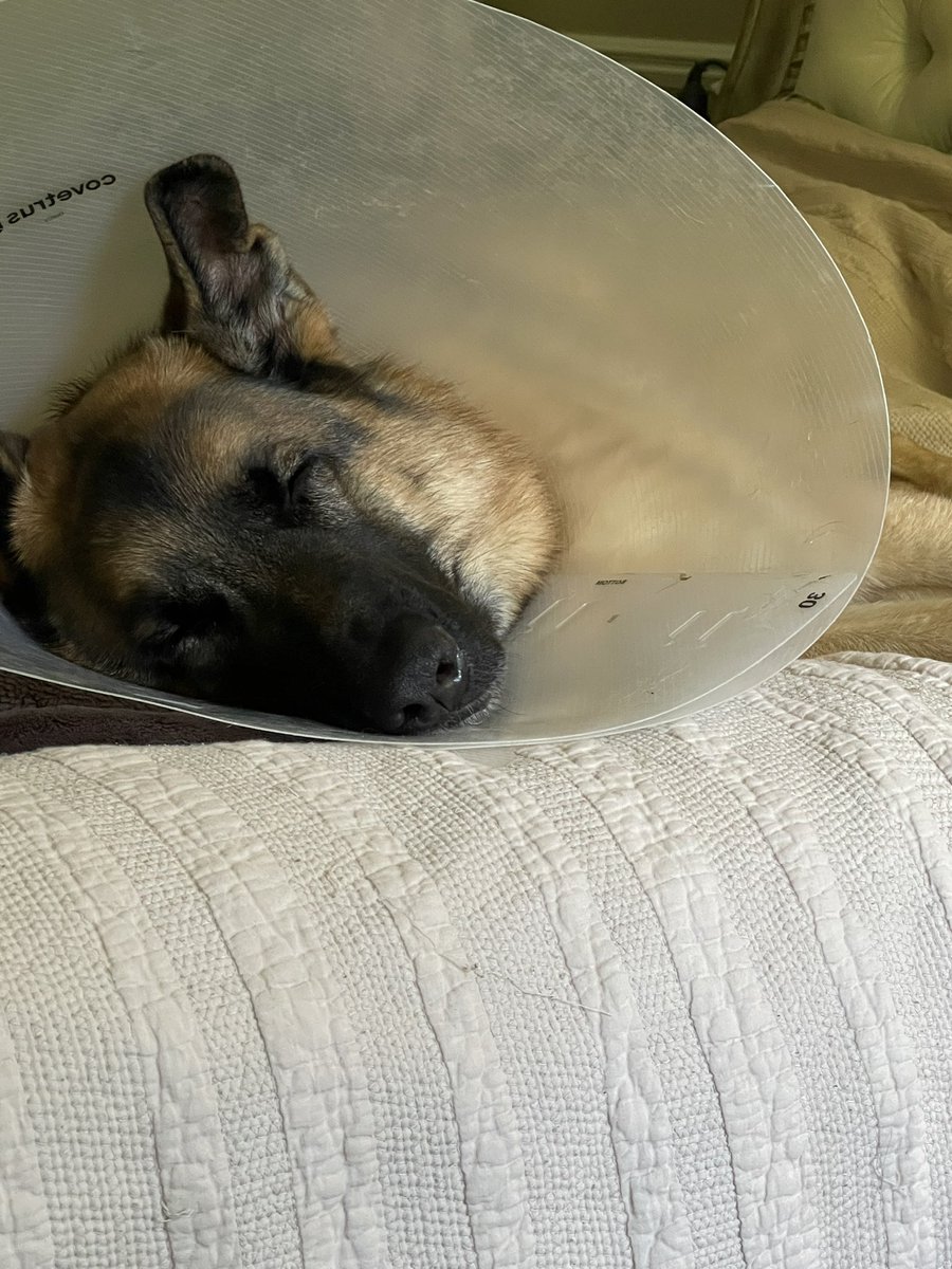 Da cone for da Wolfgang…. Da wheel giving me gip Frens….. too hot for da cone Frens.  Me not happy 😒🐕