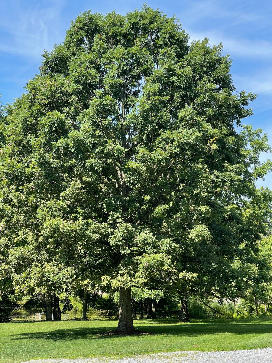 GarrisonForestSchool (@garrisonforest) on Twitter photo Welcome to the Forest!🌳 We can't wait to have our Grizzlies back on campus soon. 
—
Special thanks to Upper School Administrative Assistant Courtney Gotlin for this beautiful shot of her favorite tree on campus! Welcome to the Forest!🌳 We can't wait to have our Grizzlies back on campus soon. 
—
Special thanks to Upper School Administrative Assistant Courtney Gotlin for this beautiful shot of her favorite tree on campus!