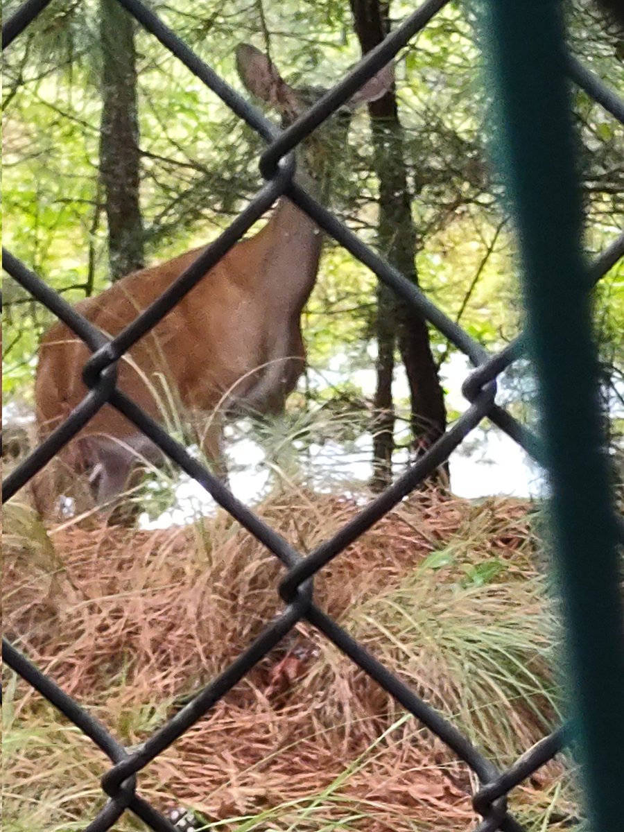Had this lil beauty watching me through the fence at work