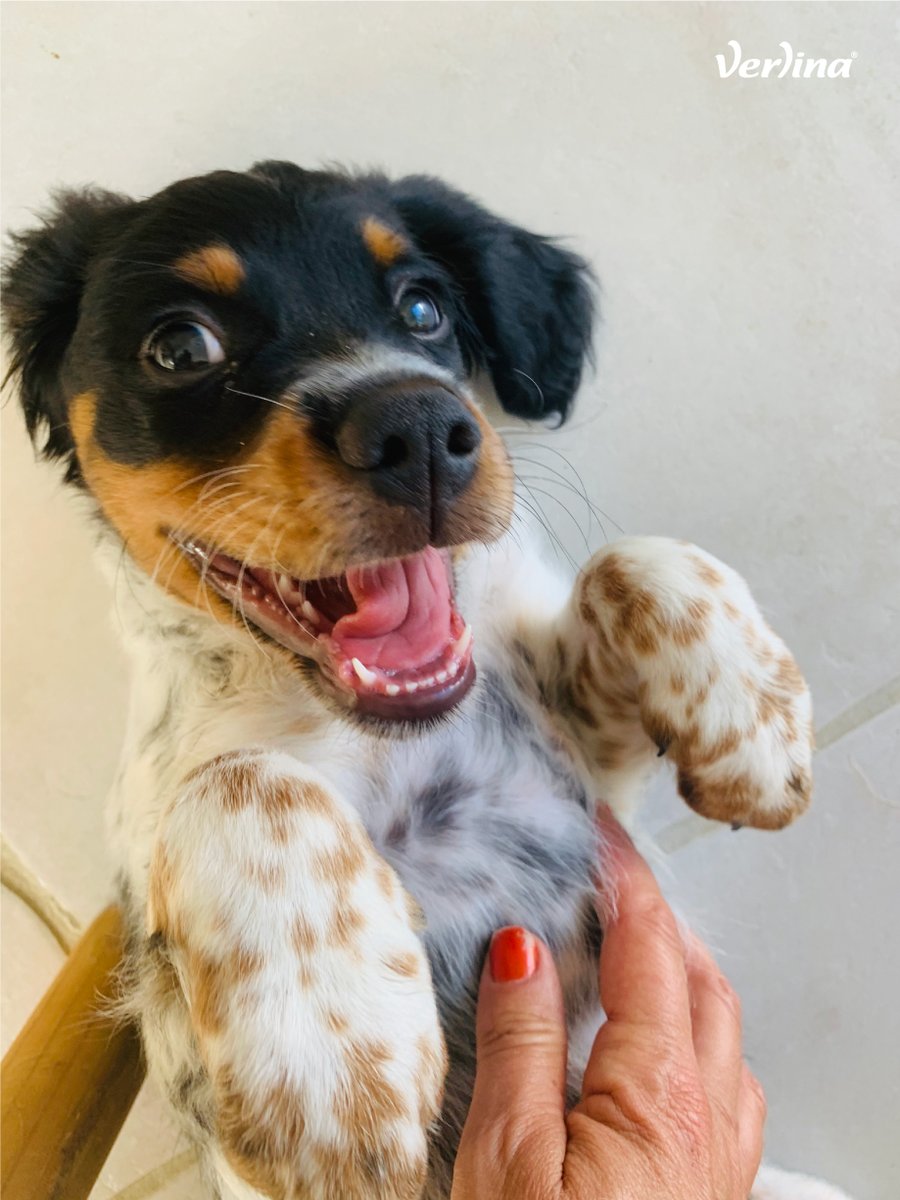 Merci à Sylvie pour la photo de RUSTY et sa jolie bouille 🥰
Vous aussi, partagez avec nous les photos mignonnes de vos chiens et chats et tentez de gagner 25€ en bon d'achat ➡ verlina.com/blog/concours-…