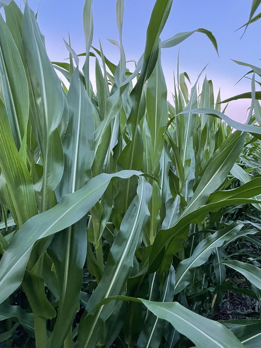 cattleNcrops83's tweet photo. Corn is still 2-3 leaves from tassel. This is the earliest I’ve ever found WBC egg masses, especially this heavy.  @DKAS_HP https://t.co/69RHYxDO9V https://t.co/exHVQVIlNj