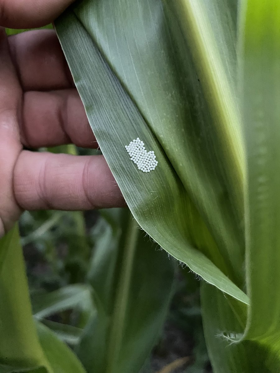 cattleNcrops83's tweet photo. Corn is still 2-3 leaves from tassel. This is the earliest I’ve ever found WBC egg masses, especially this heavy.  @DKAS_HP https://t.co/69RHYxDO9V https://t.co/exHVQVIlNj