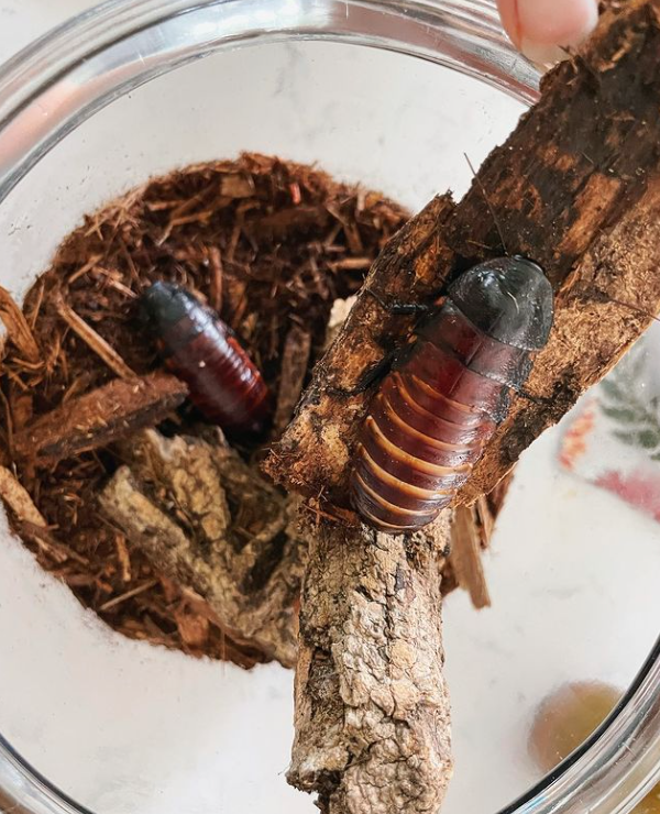 AmandaJeaneEdu's tweet photo. Best session of the #KeslerScience #STARSconference for science teachers so far was with #DallistheScienceDiva I appreciate my fellow pet friendly educators and I just got #cockroaches for my classroom #science #STEM #STEMinPA #handson https://t.co/nh7m2brHH8