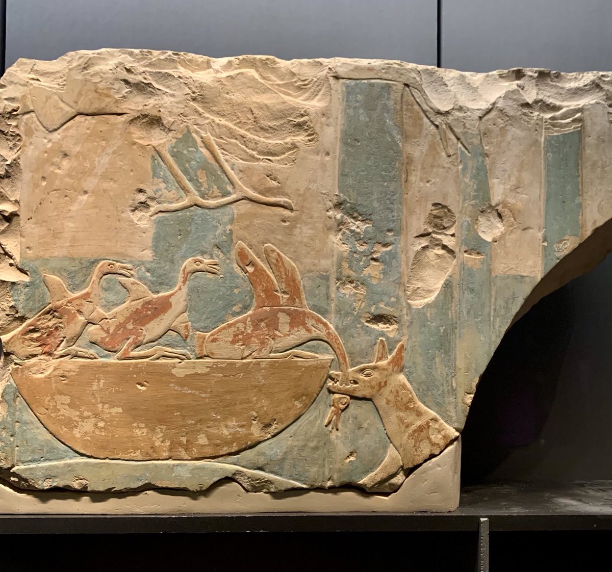 In the space between Cygnus & Aquila, Hevelius (c. 1690) put his Fox & Goose constellation. So reminded of this when I see representation of fun-stuff in Egyptian sky. Motif first appeared 6th Dyn. From 11th Dyn temple of #Montuhotep 2nd, Deir el Bahri. #FitzwilliamMuseum E5.1906