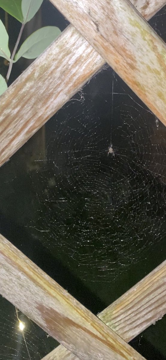 I was outside at 1am this morning, misting the spiderwebs like a dew fairy. If you’re hot, they’re hot. Mist your spiders.