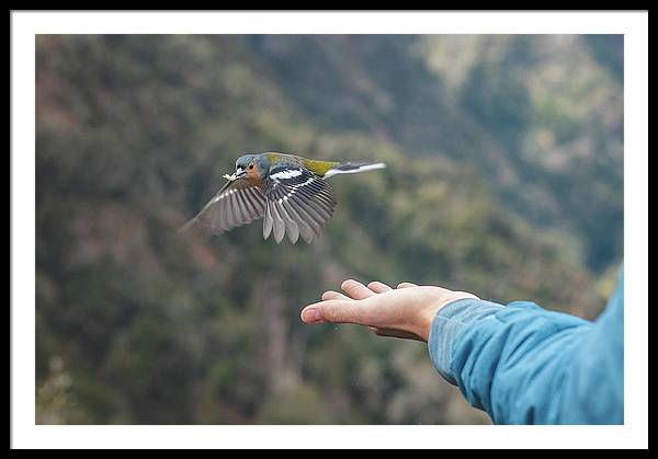 SonnekVaclav's tweet photo. Did you visit Madeira island? And do you want to decore your wall? Look into my collection!
https://t.co/y1mgoyhnOo
#NaturePhotography #BirdTwitter #birdobservation #madeira #Portugal #Europe #naturelovers #printondemand #buyandsell #wallartforsale #framedprint #printsforsale https://t.co/9NKLXZBYoh
