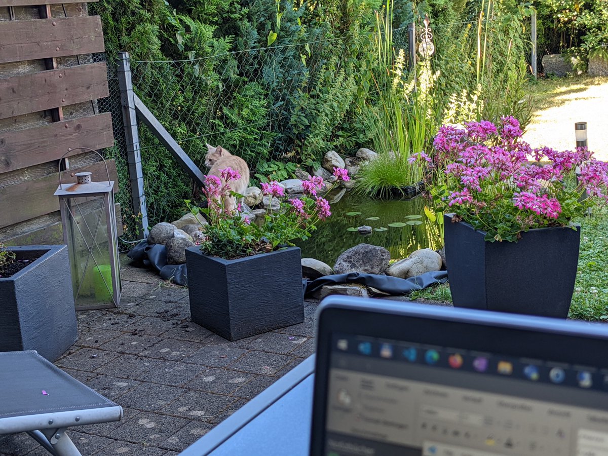 Homeoffice auf der Terrasse mit katzenbesuch