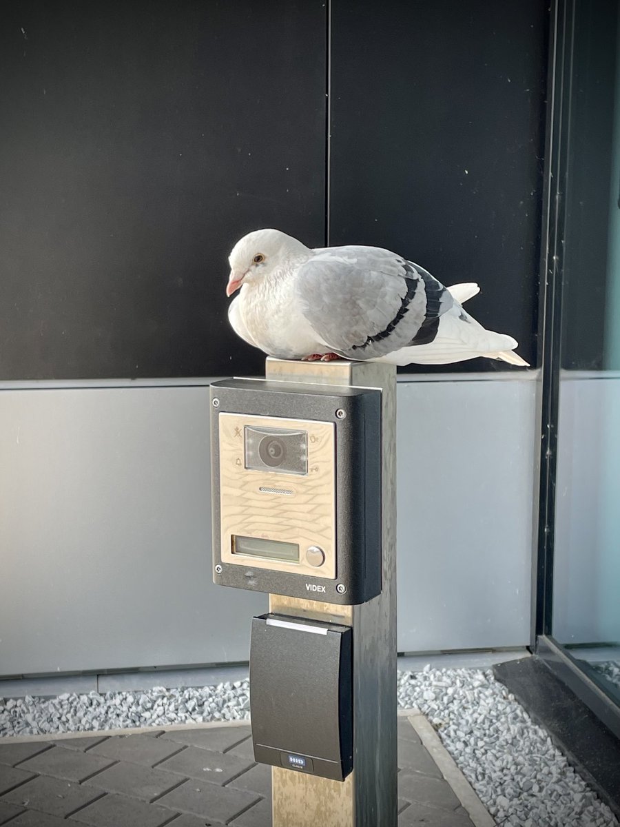 Antonio Chrysostomou tweet media