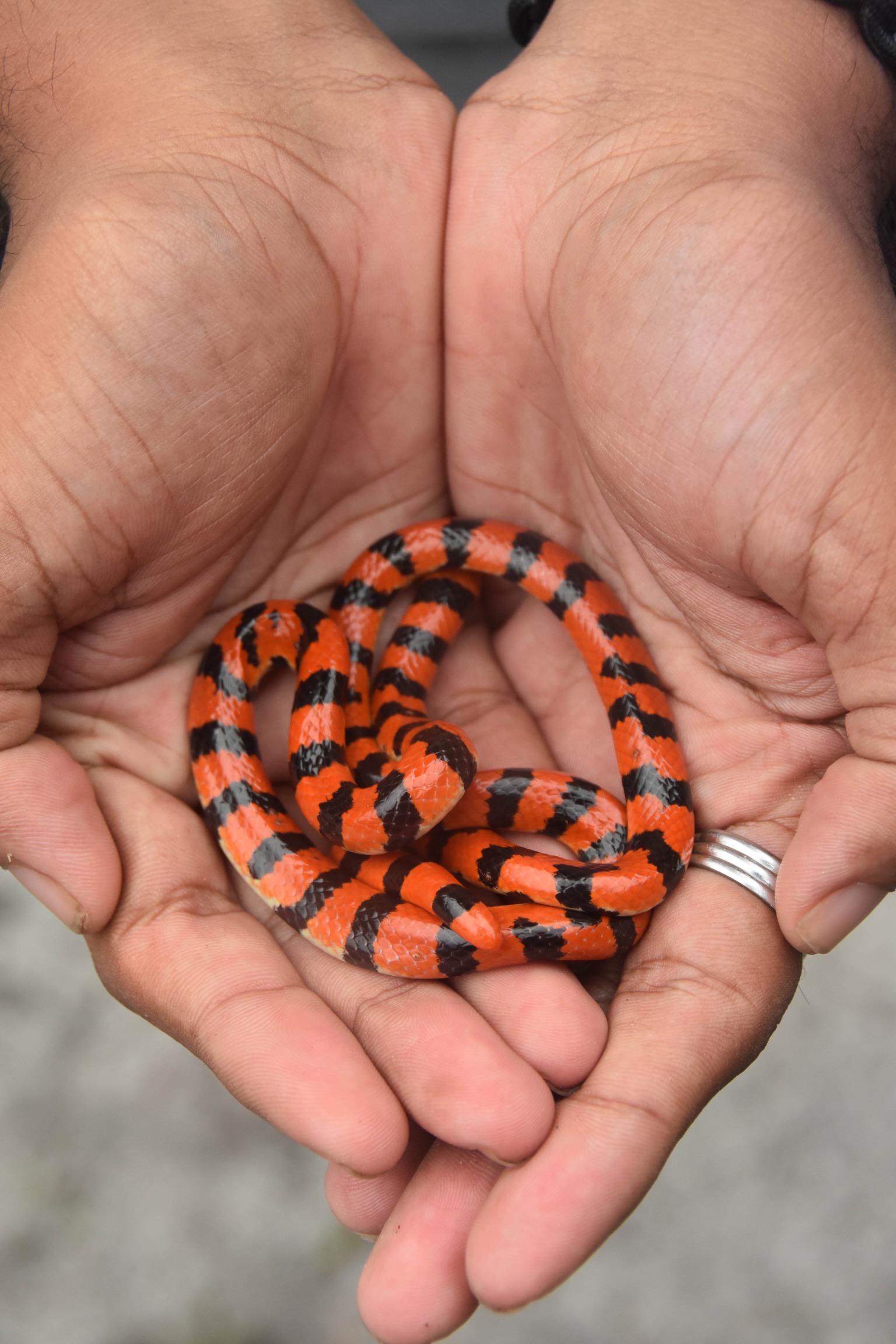 American Pipe Snake