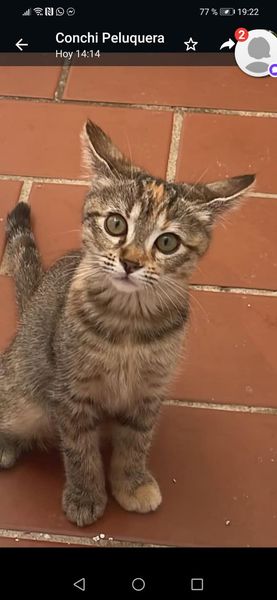 isagato62's tweet image. SEVILLA España
Esta preciosa gatita se dio en adopción pero la señora ya no la puede tener 😭
En dos dias la llevara al zoosanitario 
 Loli 687265671